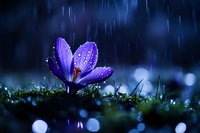Purple crocus flower blooming in spring rain with water droplets on petals against dark blue background with bokeh lights and green grass.