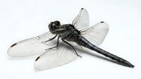 Detailed dragonfly specimen with transparent wings and segmented body isolated on white background for educational and design projects.