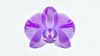 Vibrant purple orchid flower with delicate petals isolated on white background, suitable for botanical designs, floral arrangements, and decorative projects.