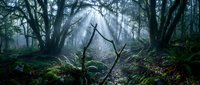 Misty forest with gnarled branches and moss-covered ground, creating an atmospheric woodland scene suitable for nature backgrounds, environmental projects, and moody landscape designs.