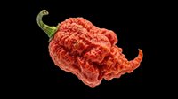 Red Carolina Reaper hot chili pepper isolated on transparent background, ready for T-shirt design, stickers, clipart, print on demand, and sublimation projects.