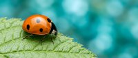 Red ladybug with black spots sitting on green leaf edge against soft turquoise bokeh background for nature and garden themed designs.