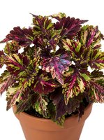 Coleus plant with vibrant burgundy, pink, and chartreuse variegated foliage in terracotta pot, isolated on white background for design and gardening projects.