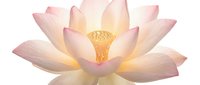 Pale pink lotus flower with golden yellow center isolated on transparent background, ready for design projects, web graphics, and decorative applications.