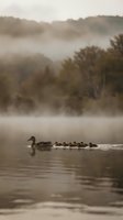 Duck family swimming peacefully on misty lake during foggy morning with forest hills in background creating serene wildlife scene for nature photography.
