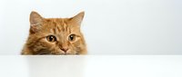 Adorable orange tabby cat peeking over white surface with curious expression, domestic feline pet portrait on clean background for advertising campaigns.