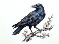 Dark blue raven perched on flowering branch with pink blossoms, isolated on white background, suitable for design projects and decorative applications.