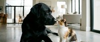 Black Labrador and ginger tabby kitten playing together indoors, pets bonding and socializing in modern home environment.