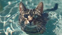 Curious tabby cat swimming in turquoise pool water, close-up portrait showing determined expression and bright eyes while staying afloat on summer day.
