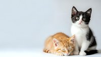 Two adorable kittens sitting together on white background, orange tabby and black white tuxedo cat, perfect for pet adoption campaigns and animal care.