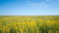 Vibrant yellow wildflower meadow stretching to horizon under bright blue sky with wispy white clouds creating peaceful natural landscape scene.
