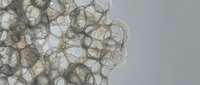 Isolated cellular structures with translucent membranes and organic patterns on white background, suitable for scientific presentations, medical education, biology textbooks, and healthcare design projects.