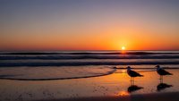 Two seagulls standing on wet sand beach at golden sunset with ocean waves and colorful sky reflection creating peaceful coastal scene for travel content.