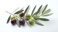 Olive branch with ripe and unripe fruits isolated on white background, ready for culinary, food packaging, and organic product design applications.