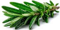 Fresh rosemary sprig with vibrant green leaves covered in water droplets, isolated on white background for culinary and herb design projects.