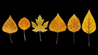 Autumn leaves collection in golden and yellow tones isolated on transparent background. Ready for t-shirt designs, clipart, stickers, print-on-demand products, and sublimation projects.
