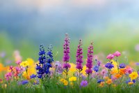 Vibrant wildflowers in meadow with pink loosestrife, blue delphiniums, and yellow buttercups against soft bokeh background creating dreamy summer garden scene.