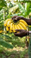 Farmer holding fresh yellow banana bunch in plantation field, agriculture harvest and organic farming concept for food production.