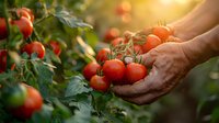 Fresh ripe tomatoes on vine being gently held by farmer's hands during sunset harvest, with natural bokeh background perfect for organic farming and healthy eating concepts.