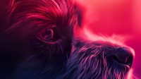 Close up portrait of black dog with pink and purple neon lighting creating dramatic mood and highlighting fur texture against dark background. Artistic pet photography.