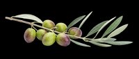 Olive branch with green and purple olives and leaves isolated on transparent background, ready for t-shirt design, clipart, stickers, sublimation and print-on-demand products.