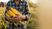 Farmer holding fresh corn cobs in plaid shirt at harvest time in agricultural field during golden hour sunset.