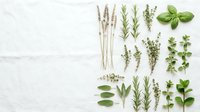 Fresh culinary herbs collection with lavender, rosemary, thyme, basil and oregano arranged on white marble background for cooking and seasoning.