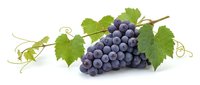 Fresh purple grapes cluster with green vine leaves and tendrils isolated on white background for healthy food and wine making concepts.