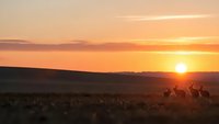 Silhouettes of deer grazing in field during golden hour sunset with warm orange sky and rolling hills creating peaceful wildlife scene for nature photography.