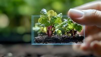 Young beet microgreens growing in rich soil, captured through transparent frame effect, showing fresh sprouts with vibrant green leaves and purple stems.