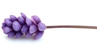 Purple grape hyacinth flower isolated on white background, single stem with clustered bell-shaped blooms showing delicate texture and natural botanical detail.