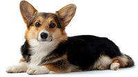 Pembroke Welsh Corgi lying down on white background, tricolor coat with distinctive black, white and tan markings, alert expression and perked ears.