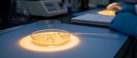 Laboratory petri dish with bacterial colonies under warm illumination on research workstation for microbiology studies and scientific analysis.