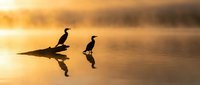 Silhouetted cormorants perched on a log in calm golden water at sunrise, with reflections visible in the still lake surface.