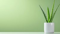 Fresh aloe vera plant in modern white ceramic pot against mint green wall background with copy space, minimalist home decor and wellness concept.