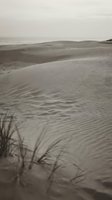 Monochrome sand dunes with rippled textures and beach grass in foreground creating serene desert landscape with rolling hills under overcast sky.