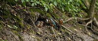 Colorful crab emerging from burrow in natural forest habitat with moss-covered ground and lush green vegetation creating wildlife ecosystem scene.