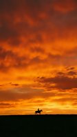 Silhouette of cowboy riding horse across vast plains against dramatic golden and orange sunset sky with vibrant clouds, suitable for western themes and travel concepts.