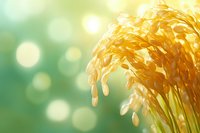 Golden ripe rice stalks against blurred green bokeh background with sunlight, close-up macro view showing grain details and soft natural lighting.