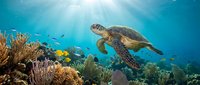 Sea turtle swimming over vibrant coral reef with tropical fish in crystal clear blue ocean water with sunbeams filtering through surface.