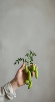 Hand holding fresh green pea pods with leafy stem against neutral background, suitable for organic food, agriculture, and healthy eating concepts.