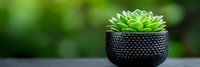 Small green succulent plant in modern black textured ceramic pot on dark surface with soft blurred natural green background for home decor and gardening concepts.