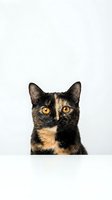 Adorable tortoiseshell cat with bright amber eyes looking directly at camera on clean white background isolated for design projects.