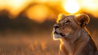 Young lioness gazing upward during golden hour sunset in African savanna with warm bokeh background for wildlife and nature projects.