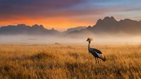 Majestic crowned crane standing in golden grassland at sunrise with misty mountain ranges creating dramatic layered silhouettes in warm orange and purple sky.