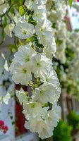 Delicate white mallow flowers with pale green centers bloom in a cascading vertical cluster, displaying translucent petals and lush foliage in bright sunlight for garden and floral design projects.