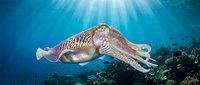 Cuttlefish swimming in deep blue ocean water with sunlight rays penetrating from surface above coral reef creating dramatic underwater marine scene.