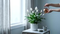 Woman watering peace lily houseplant with wooden watering can near bright window. Indoor gardening and plant care routine for home decoration.