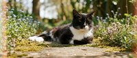 Black and white tuxedo cat resting on a mossy garden path surrounded by blooming wildflowers in soft natural light.