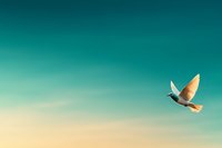 White dove flying in turquoise sky at sunset, symbolizing peace, freedom, and spirituality against gradient background, minimal composition for greeting cards.